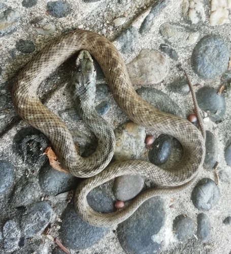 Western Montpellier Snake