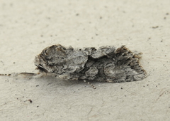 Achatia distincta