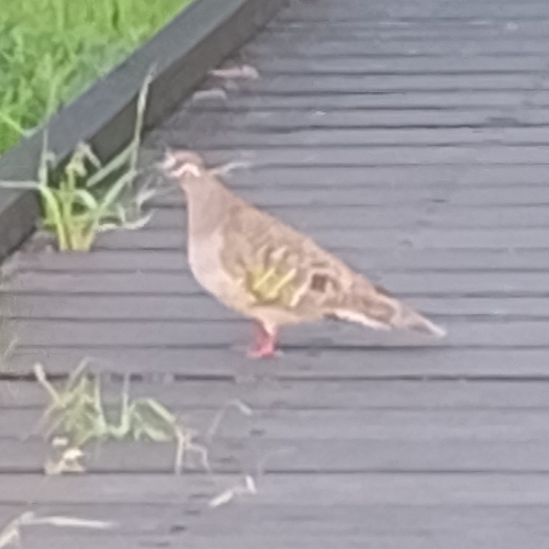 Common Bronzewing