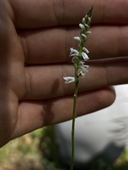 Spiranthes lacera