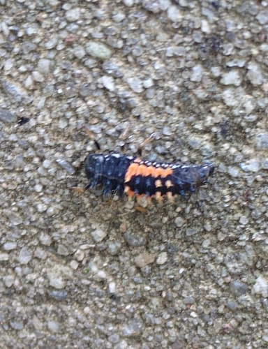 Asian Lady Beetle