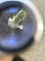 (c) Justin Donahue, some rights reserved (CC BY) Spiranthes lacera, photograph (c) Justin Donahue, some rights reserved (CC BY)