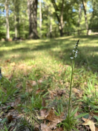 Spiranthes lacera, photograph 3