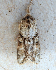 Achatia distincta