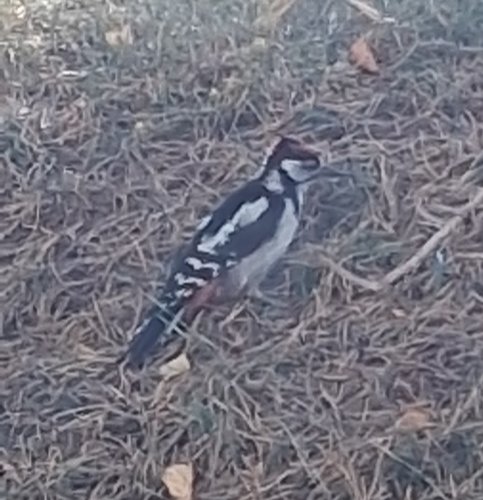 Great Spotted Woodpecker