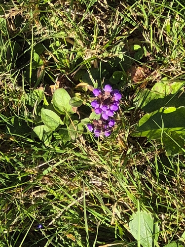 common selfheal