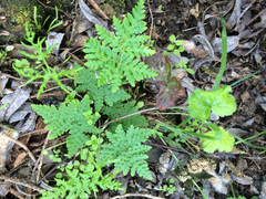 Pentagramma triangularis triangularis