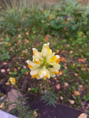 common toadflax