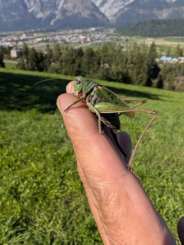 Wart-biter