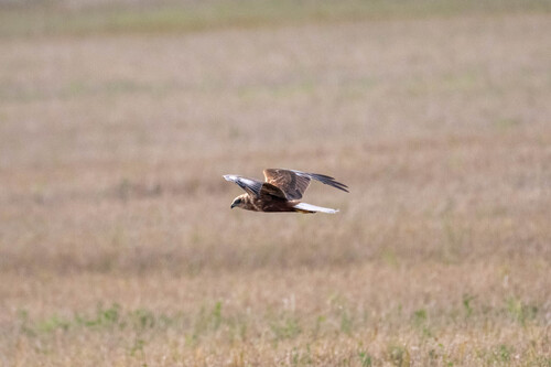 Western Marsh Harrier