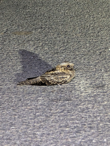 Red-necked Nightjar