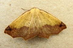 Antepione thisoaria