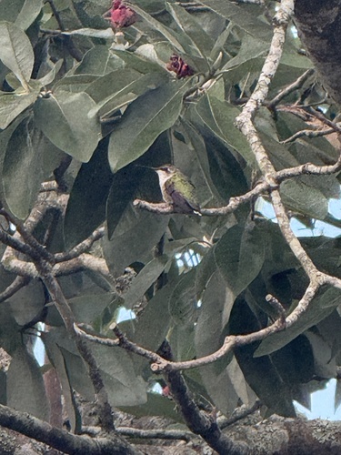 Ruby-throated Hummingbird