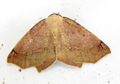 Antepione thisoaria