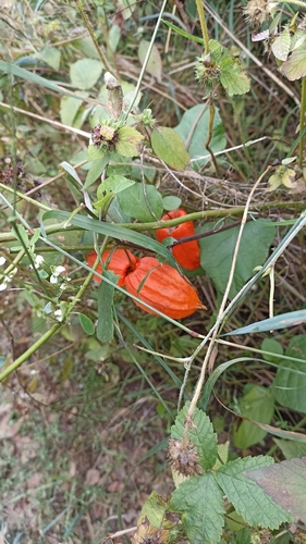 Japanese-lantern