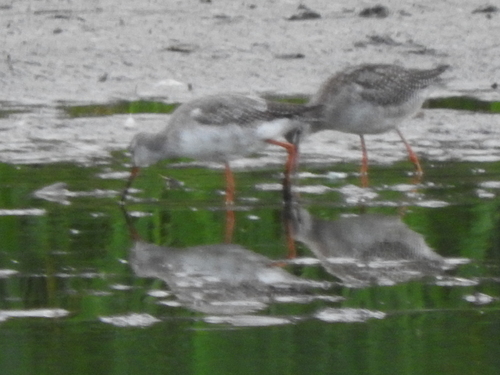 Spotted Redshank
