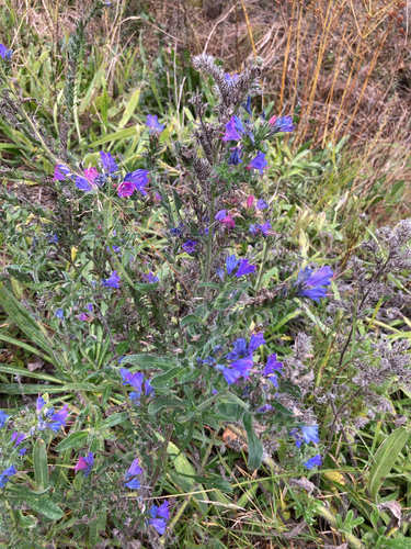 viper's-bugloss