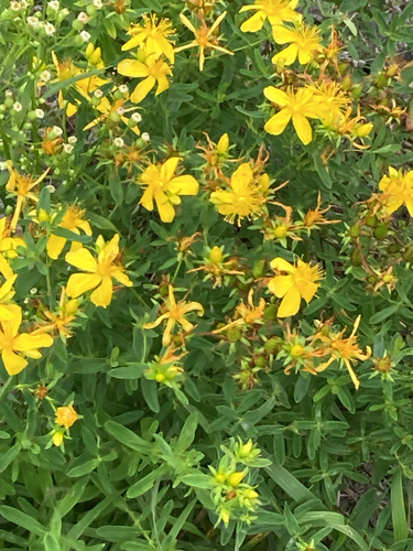Common St. John's Wort