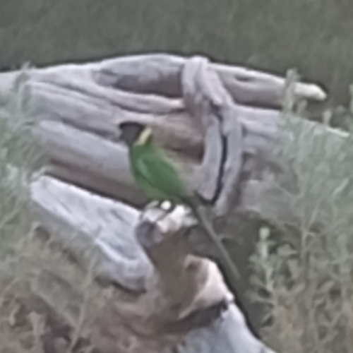 Australian Ringneck