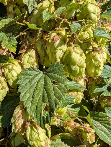 common hops