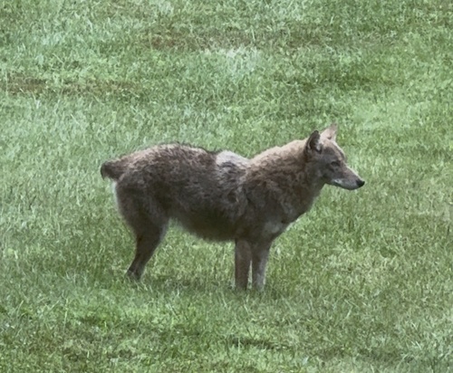 Coyote