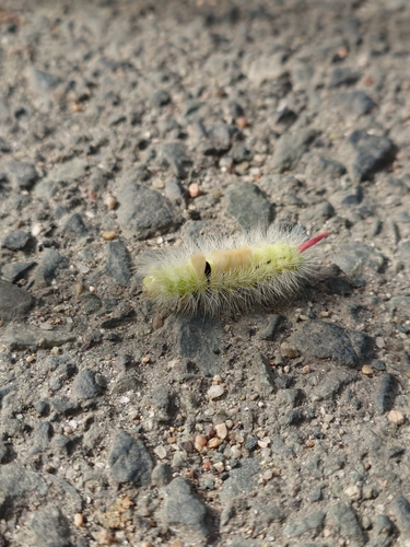 Pale Tussock Moth