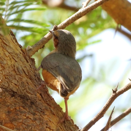 iNaturalist image