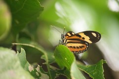 Heliconius ethilla