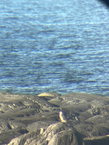 Peregrine Falcon