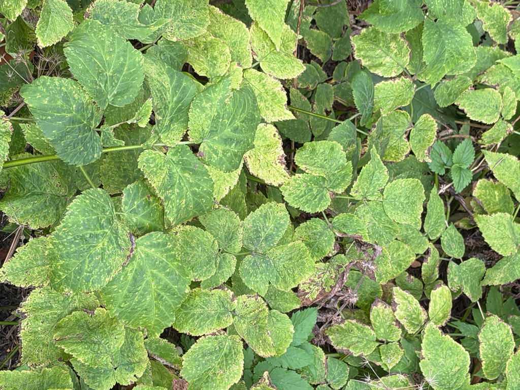 Aegopodium podagraria; photograph author not stated, no rights reserved