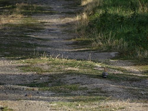 Common Hoopoe