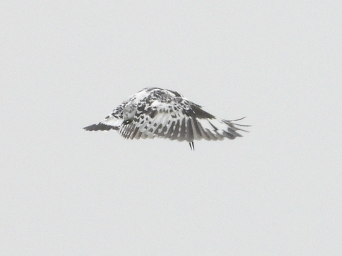 Pied Kingfisher