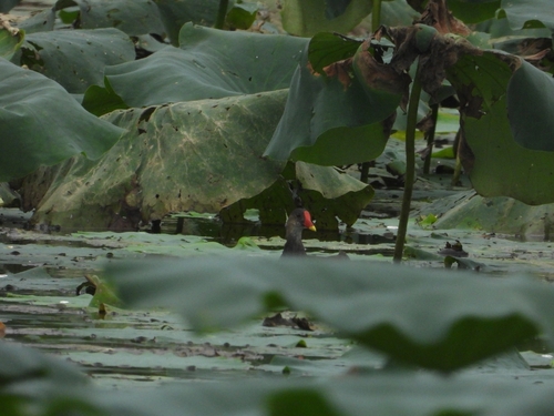 Eurasian Moorhen