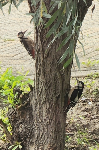 Great Spotted Woodpecker