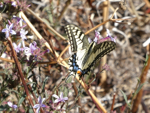 Old World Swallowtail