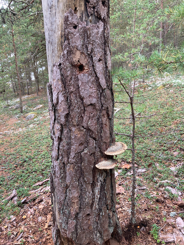 Red-banded Polypore