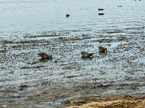 Green-winged Teal