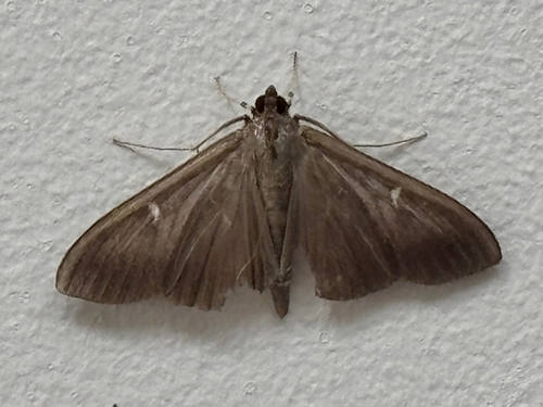 Box Tree Moth