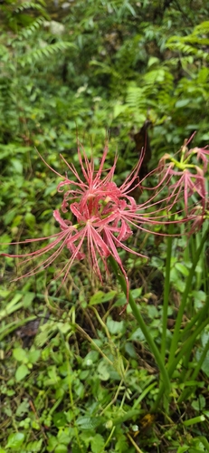 red spider lily
