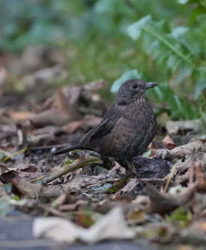 Eurasian Blackbird