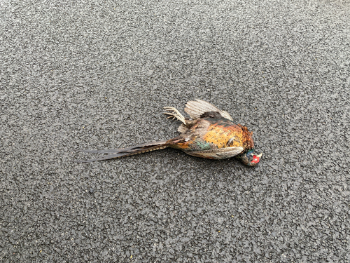 Ring-necked Pheasant