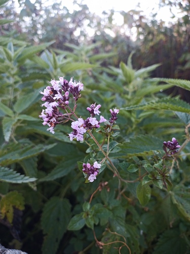 Oregano
