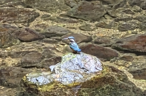 Common Kingfisher