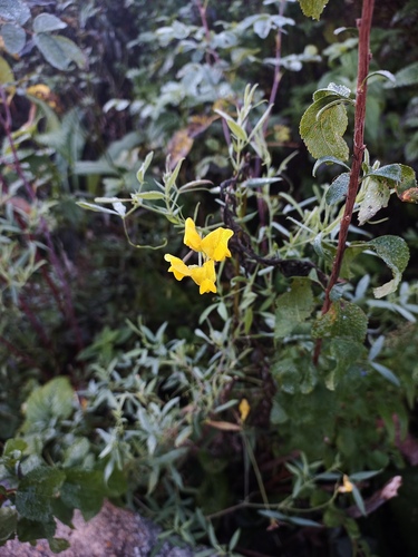 meadow pea