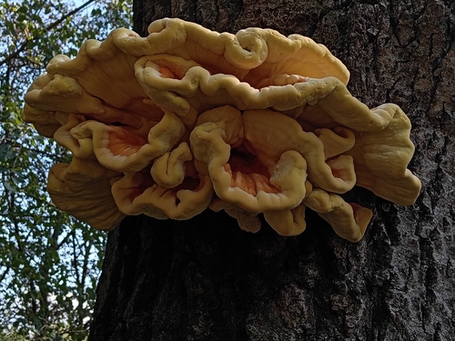 chicken of the woods
