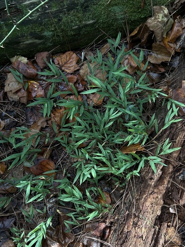 Microstegium vimineum, photograph 3