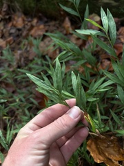 Microstegium vimineum, photograph (c) Justin Donahue, some rights reserved (CC BY)