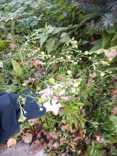 Silvery Cinquefoil