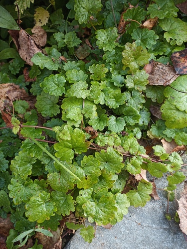 ground-ivy