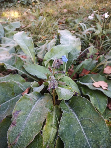 Hairy Lungwort